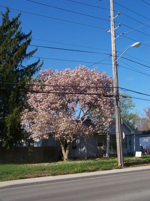 1989 Ford Bronco - A tree in full bloom stands before a house on a clear day, with power lines overhead.