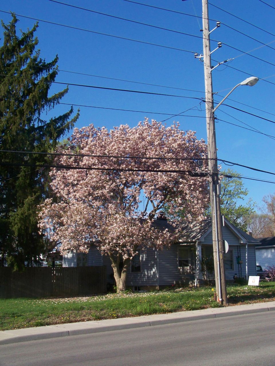 Blooming tree in front of a small house with a power pole nearby
