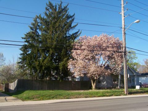 1989 Ford Bronco - A residential house is seen with a large evergreen tree and a flowering tree in front of a fence on a sunny day.