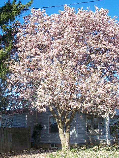 1989 Ford Bronco - A blooming tree with pink and white flowers stands before a residential house on a sunny day.
