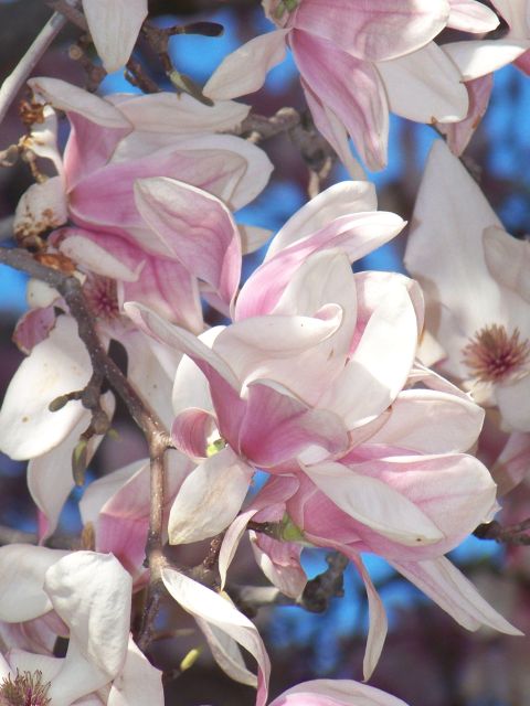 1989 Ford Bronco - Magnolia blossoms in shades of pink and white open against a vibrant blue sky, signaling the arrival of spring.