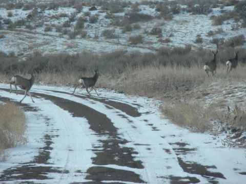 1989 Ford Bronco - Several deer are seen running across a snowy dirt road in a rural landscape.