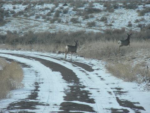 1989 Ford Bronco - Two deer are seen running on a snowy dirt road in a rural landscape with dry vegetation.