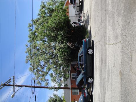 2003 Ford Taurus - A green 2003 Ford Taurus sedan is parked on a cracked asphalt surface next to a tree and utility pole.