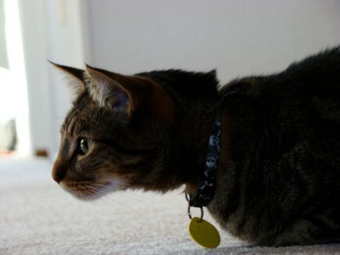 1970 Mercury Cougar - A tabby cat with a skull-patterned collar and a yellow tag is captured in profile on a carpeted floor.