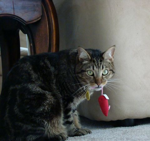 1970 Mercury Cougar - This cat is carrying a small red toy mouse, possibly after a successful hunt.