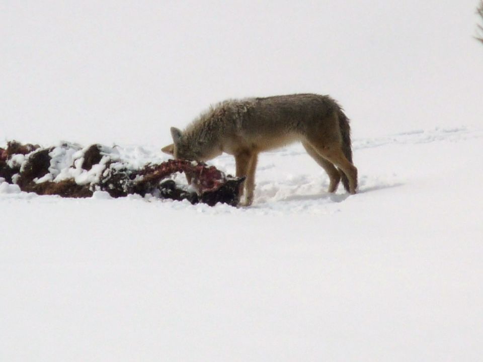 Coyote eating a carcass in a snowy field