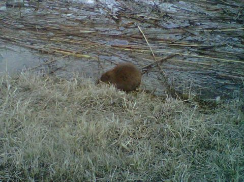 2011 Ford 427 - A beaver is seen foraging near a body of water surrounded by dry reeds and grass.