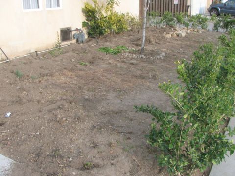 1968 Ford Mustang - A dark SUV is visible parked on the street, partially obscured by foliage and a fence.