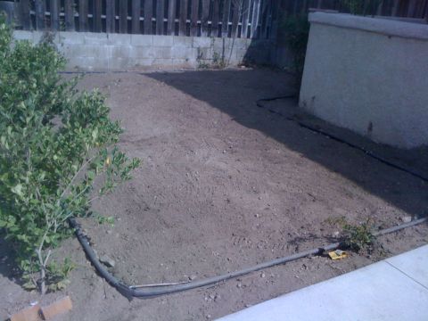 1968 Ford Mustang - A backyard scene irrigation lines, a small bush, and a concrete wall.