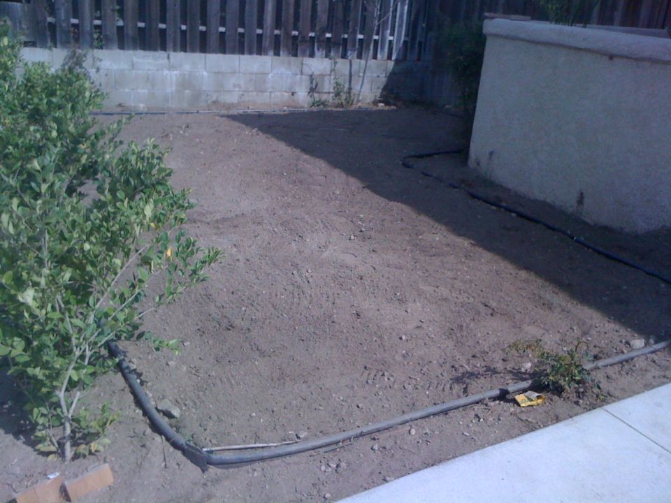 Backyard scene with irrigation lines and a small bush
