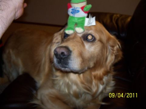 1989 Ford Bronco - A golden retriever dog has a plush toy balanced on its head.