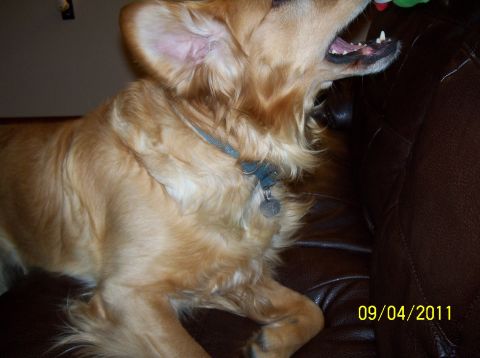 1989 Ford Bronco - A golden retriever dog is resting on a brown leather couch, with its mouth open.