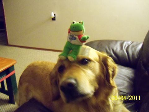 1989 Ford Bronco - A dog wears a stuffed frog on its head, with a date stamp visible in the corner.