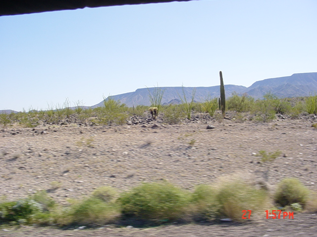 Our first cactus encounter!