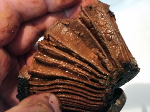 2001 Mercury Grand Marquis - This heavily clogged coolant filter is covered in thick, brown sludge, indicating a serious issue.