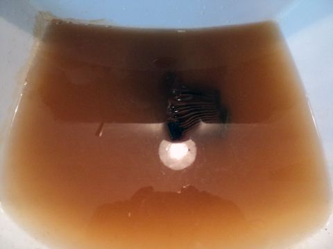 2001 Mercury Grand Marquis - A coolant filter is shown submerged in murky, brown fluid, indicating a potential maintenance issue.