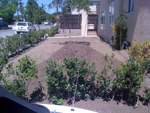 1968 Ford Mustang - A street view shows a white SUV and a dark minivan parked near a house with newly planted bushes and trees.