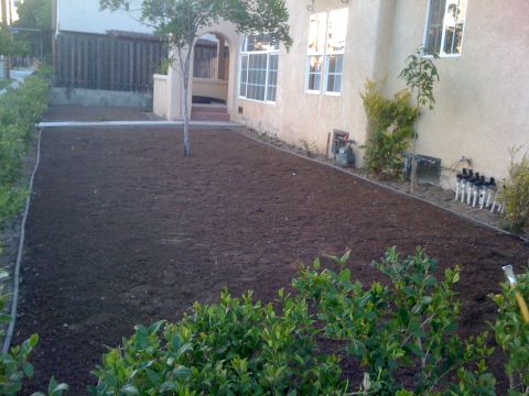 1968 Ford Mustang - A residential front yard is prepared for new landscaping, dark soil and a small tree.