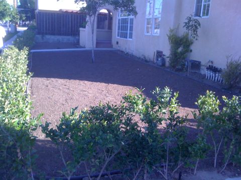 1968 Ford Mustang - A view of a front yard with landscaping, mulch, and a house in the background.