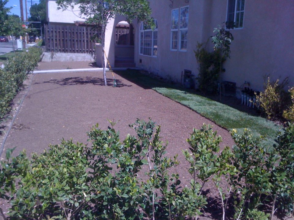 Yard with freshly laid sod next to bare dirt, bushes in foreground, house and fence in background