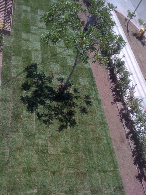 1968 Ford Mustang - A tree casts a shadow on a patch of sod next to a sidewalk and landscaping.