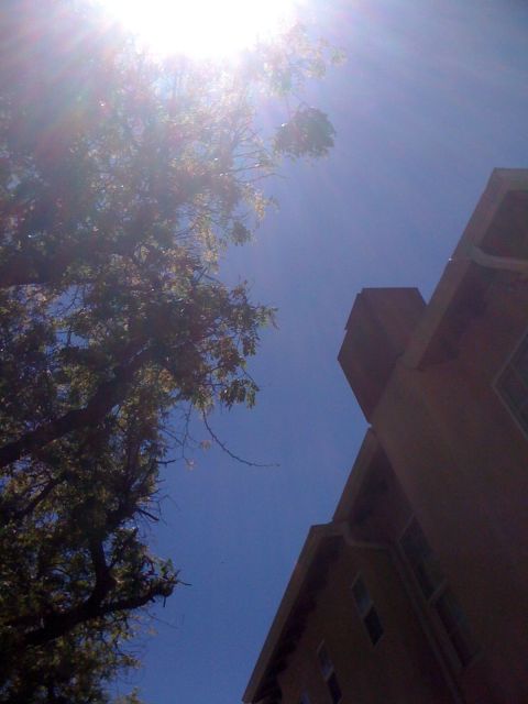 1968 Ford Mustang - A view looking upwards towards the sky, showing a building and tree branches.