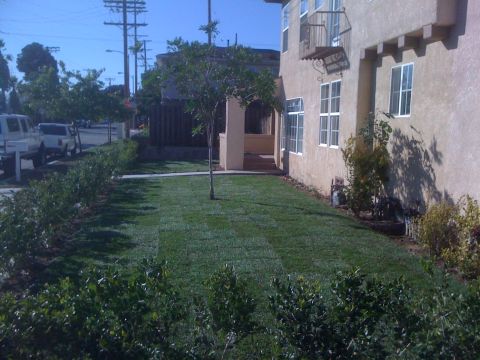 1968 Ford Mustang - A white pickup truck is visible on the street next to a freshly mowed lawn and a building.