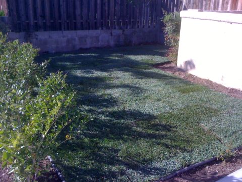 1968 Ford Mustang - Newly sodded lawn in a backyard setting, bordered by a fence and a wall.