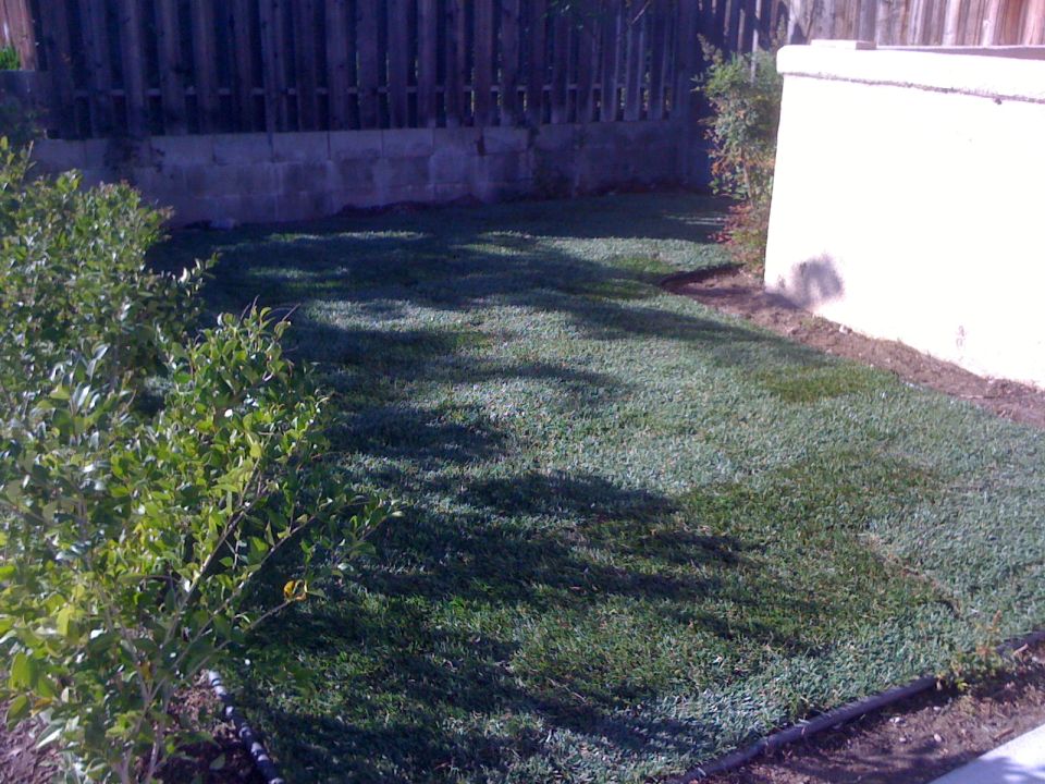 Backyard scene with freshly laid sod, a wooden fence, and a light-colored wall