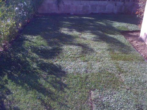 1968 Ford Mustang - A freshly sodded lawn is shown with dappled sunlight and a low wall.