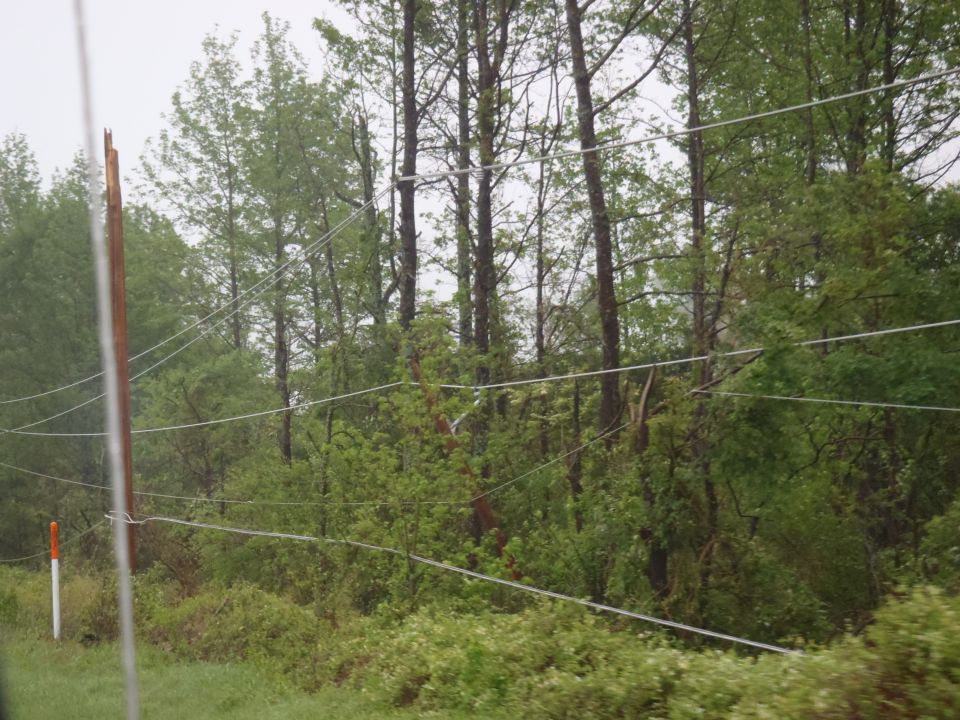Telephone pole with wires in front of trees and foliage, with a partial orange and white marker visible