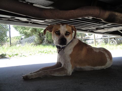 1995 Ford Taurus - A dog seeks shade under a vehicle on a sunny day.