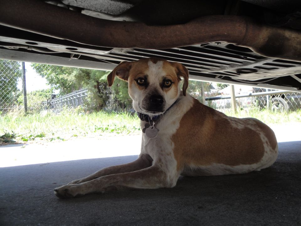 Dog lying under a car, looking at the camera. It has brown and white fur and is wearing a collar with tags