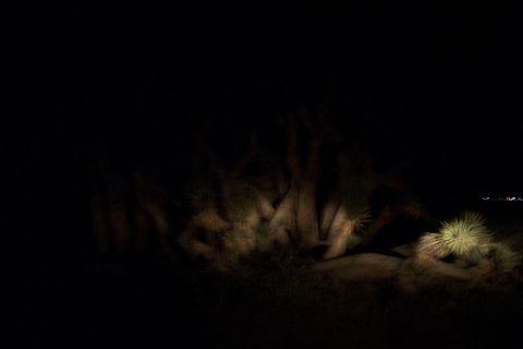 1995 Ford Bronco - Nighttime desert scene with illuminated vegetation and distant lights.