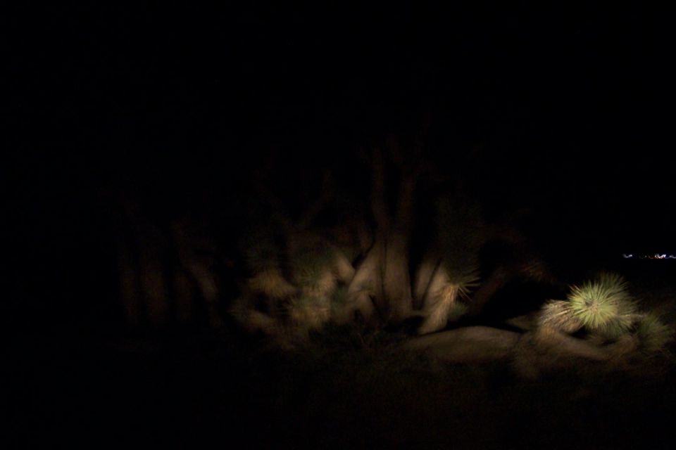 Desert landscape at night with Joshua trees and scrub brush illuminated by headlights