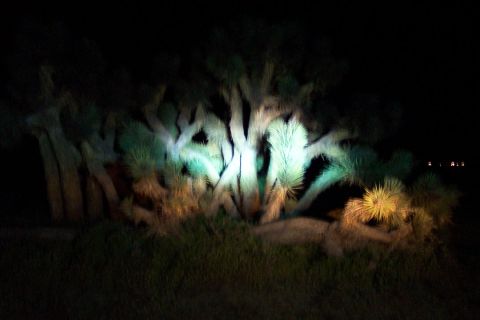 1995 Ford Bronco - Headlights shine on Joshua trees in a dark desert landscape.