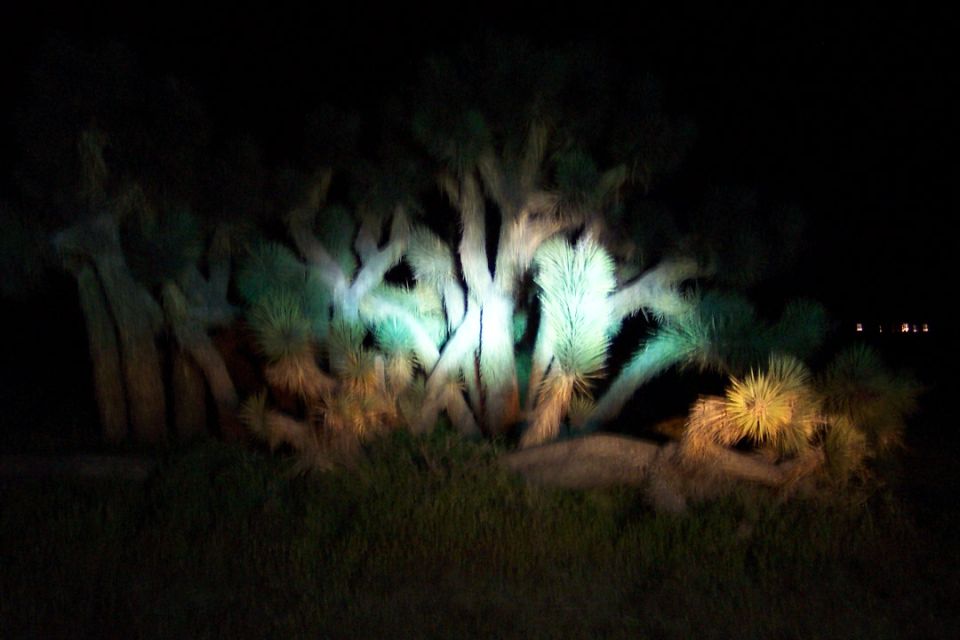 Joshua trees illuminated by headlights at night