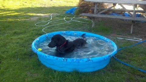 1978 Ford Mustang II - A black dog cools off in a blue kiddie pool on a sunny day.