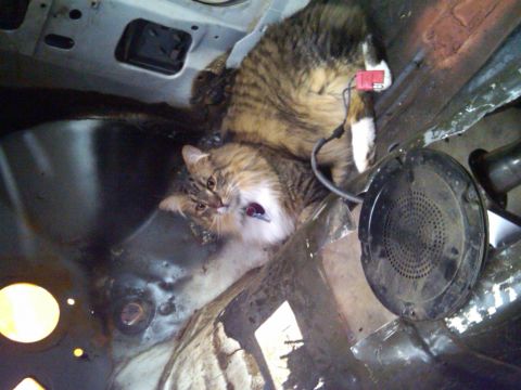 1978 Ford Mustang II - A tabby cat rests comfortably within the engine bay of a vehicle undergoing restoration or disassembly.