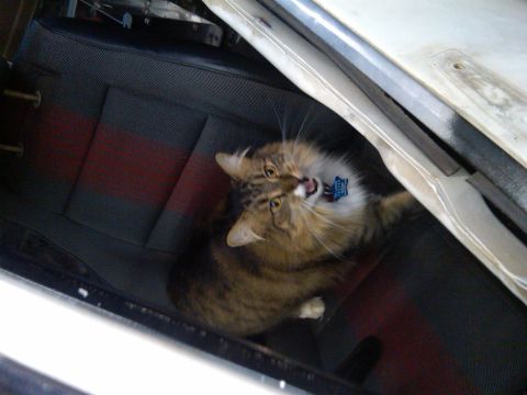 1978 Ford Mustang II - A cat is sitting on the back seat of a car.