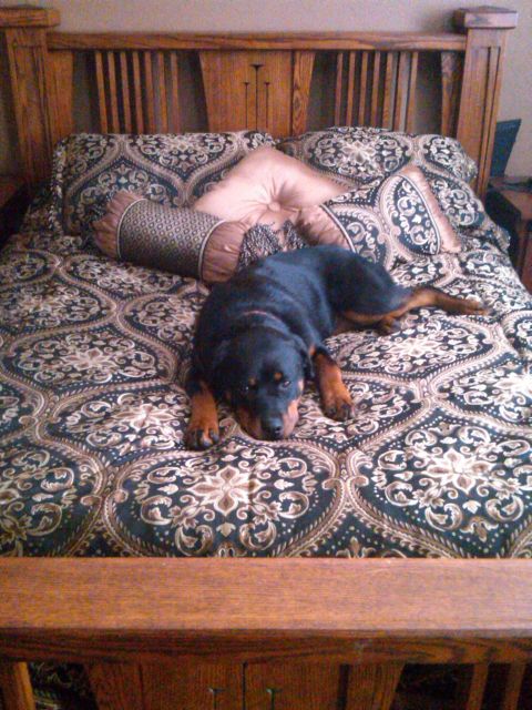 1978 Ford Mustang II - A Rottweiler rests on a bed with a decorative comforter and pillows, with a wooden headboard behind it.