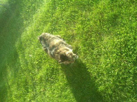 1978 Ford Mustang II - A tabby cat rests on a sunlit lawn, casting a long shadow.