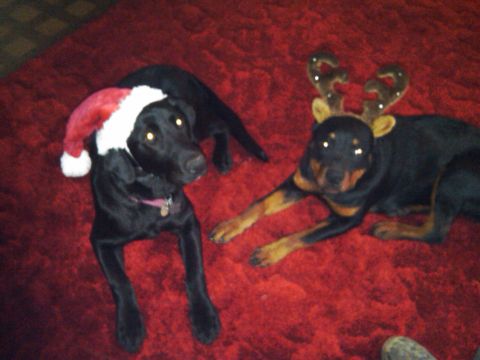 1978 Ford Mustang II - Two dogs dressed in festive holiday attire pose on a red carpet.