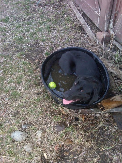 1978 Ford Mustang II - Dog cools off in a tub of water with a tennis ball.