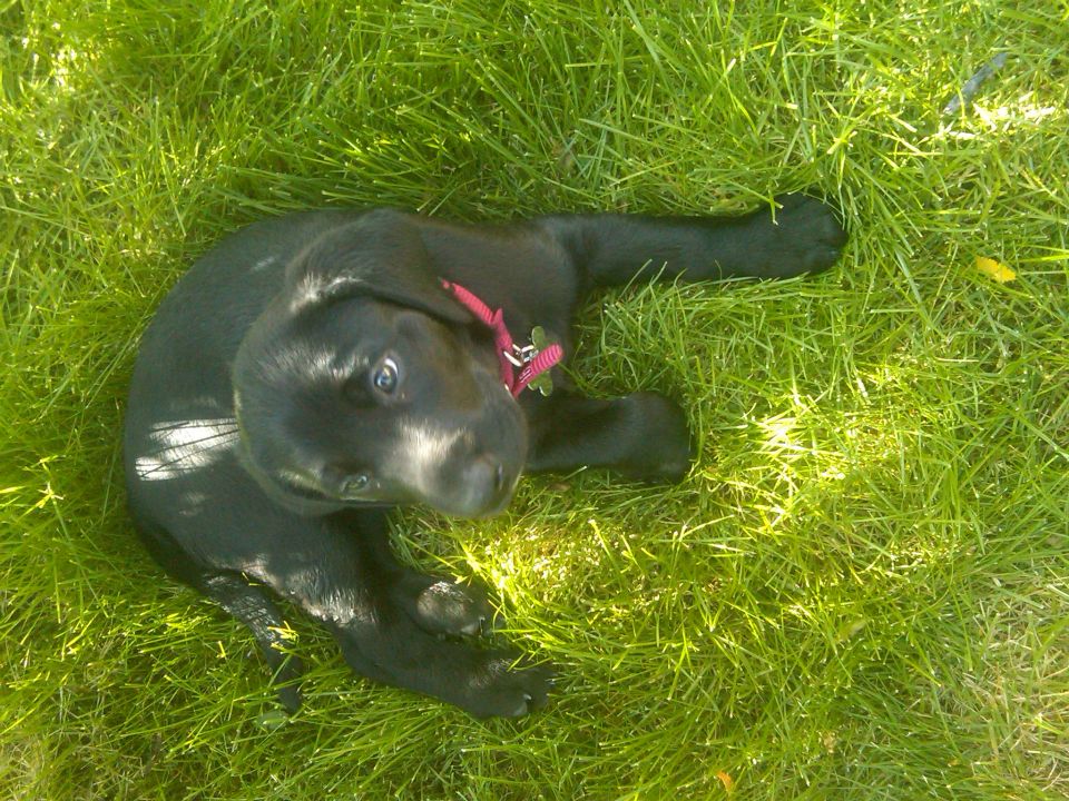 black puppy lying in grass wearing a pink collar