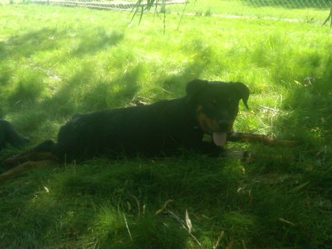 1978 Ford Mustang II - A rottweiler dog rests on a grassy lawn, partially shaded by trees, with its tongue hanging out.