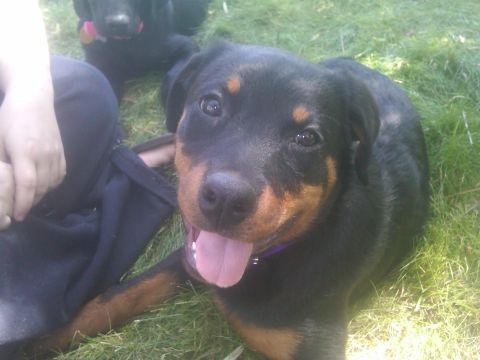 1978 Ford Mustang II - A happy Rottweiler puppy enjoys a sunny day outdoors, resting on the grass with its tongue lolling out.