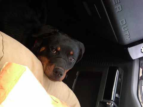 1978 Ford Mustang II - A Rottweiler dog rests its head on a pillow inside a vehicle, with "SUPER DUTY" visible on the dashboard.
