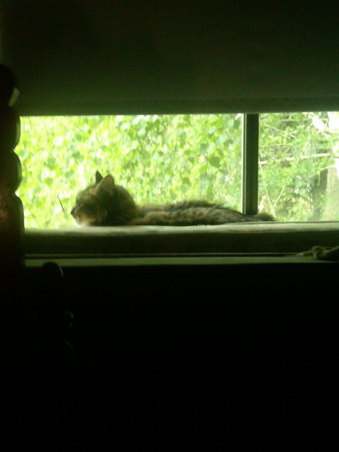 1978 Ford Mustang II - A cat rests on a windowsill, gazing at the foliage outside.
